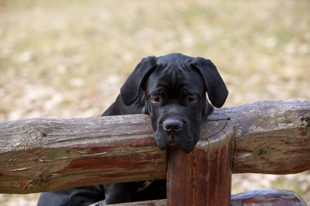 dog breed cane corso sits on a bench in an autumn park