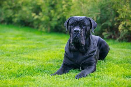 beautiful big dog cane corso italiano breed lying in the garden on green grassの写真素材