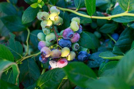 Bush with ripe blueberries close up on a sunny dayの写真素材