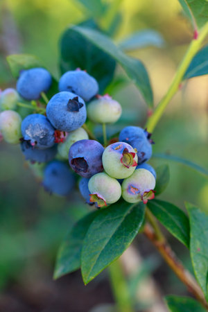 Bush with ripe blueberries close up on a sunny dayの写真素材