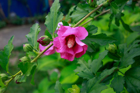 Beautiful hibiscus flower on green leaves background
