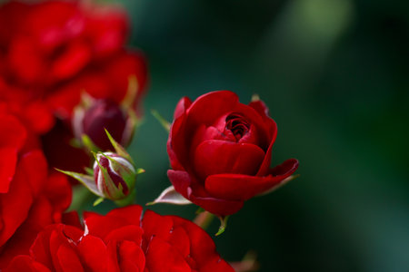 Red roses bloom in the country garden