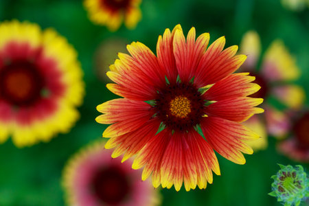 Background of delicate summer helenium flowers close-upの写真素材