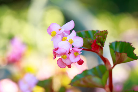small pink flowers close up on green backgroundの写真素材