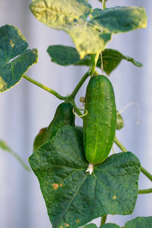 Green cucumbers plant grow in greenhouse, close-up.の写真素材