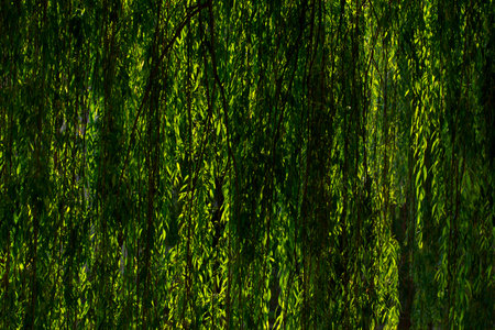 background of light and green willow leavesの写真素材