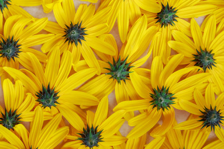 scattered yellow flowers on a beige backgroundの写真素材