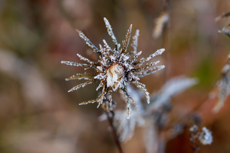 First autumn frosts on a flower close-upの写真素材
