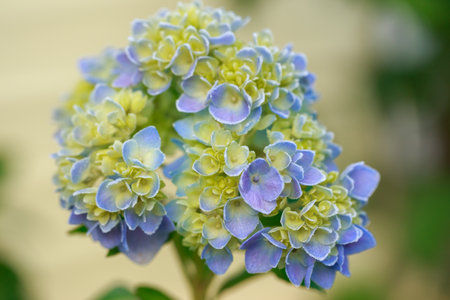 Beautiful blue hydrangea flowers in the garden