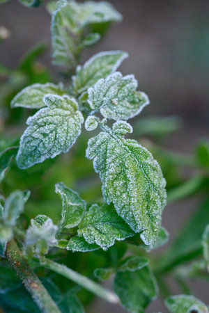 First autumn frosts on tomato leaves close-upの写真素材