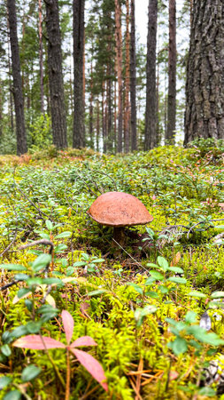 Pine forest with mushrooms and mossの写真素材