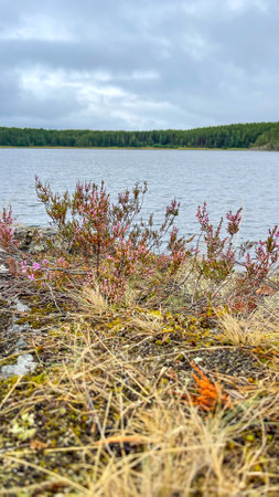 Islands with forest and rocks on Lake Ladogaの写真素材