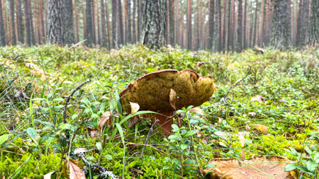 Pine forest with mushrooms and mossの写真素材