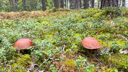 Pine forest with mushrooms and mossの写真素材