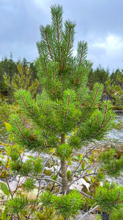 Islands with forest and rocks on Lake Ladogaの写真素材