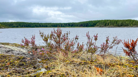 Islands with forest and rocks on Lake Ladogaの写真素材
