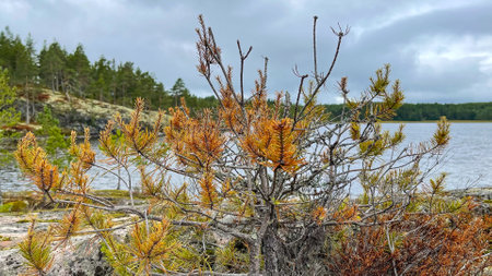 Islands with forest and rocks on Lake Ladogaの写真素材