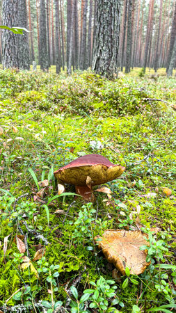 Pine forest with mushrooms and mossの写真素材