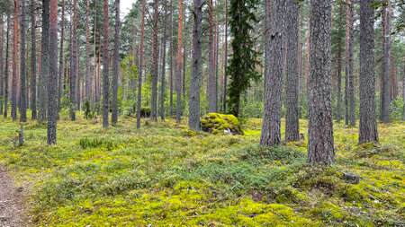 Pine forest with mushrooms and mossの写真素材