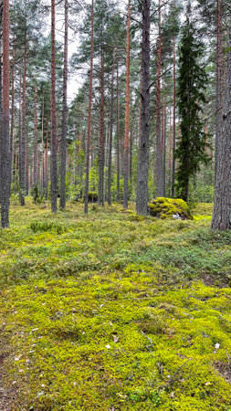 Pine forest with mushrooms and mossの写真素材