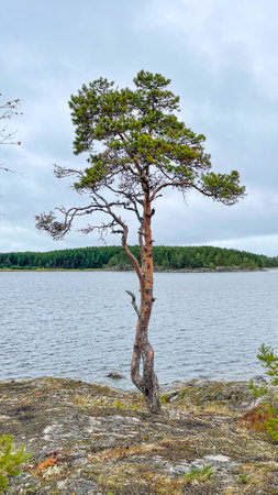 Islands with forest and rocks on Lake Ladogaの写真素材