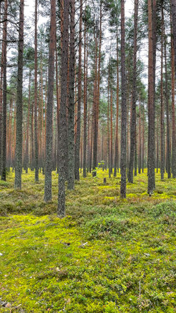 Pine forest with mushrooms and mossの写真素材