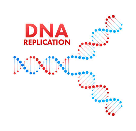 DNA replication. DNA molecules, molecular biology. Vector stock illustration.のイラスト素材