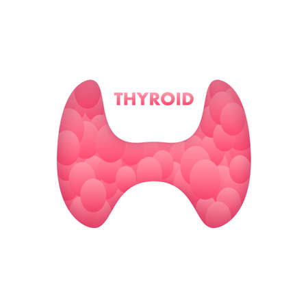 Anatomy of the thyroid gland, Thyroid of a human. Infographic for medical design. Vector illustrationのイラスト素材