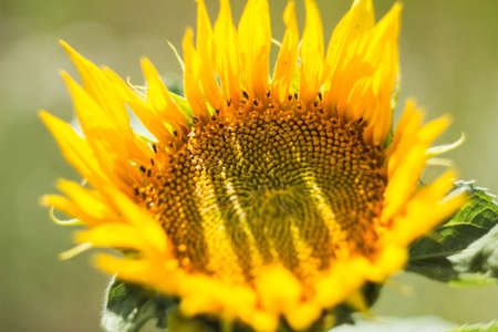 sunflowerの写真素材