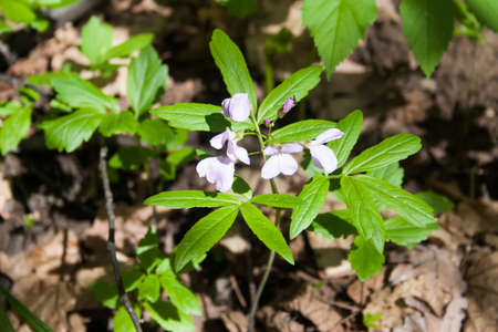 forest flowersの写真素材