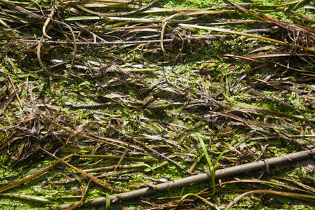 Frog on green grassの写真素材