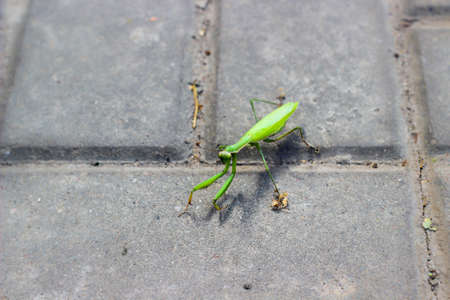 Mantis on concreteの写真素材