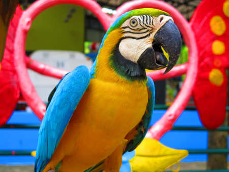 Parrot colorful の素材