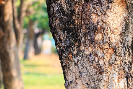 trunk covered in a park.の写真素材