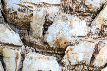 Bark of tree background Textureの写真素材