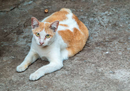 pregnant red and white cat lying on the floorの写真素材