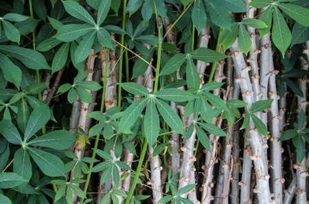 Thailand Plants Cassava. closeup Useful as backgroundの写真素材