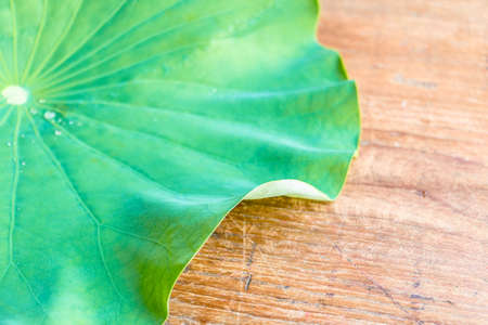 green lotus leaf on wooden background