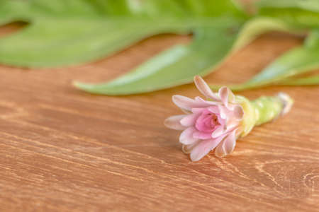 Cactaceae flower on the wooden background