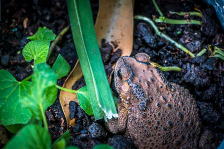 Toad on moss covered stoneの写真素材