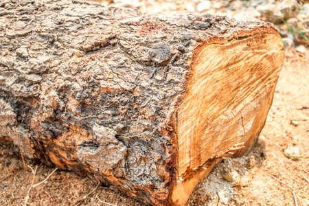 A Wooden Organic Background Texture