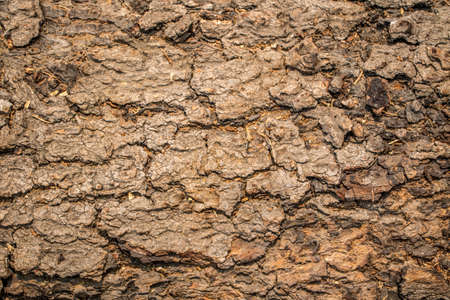 A Wooden Organic Background Texture
