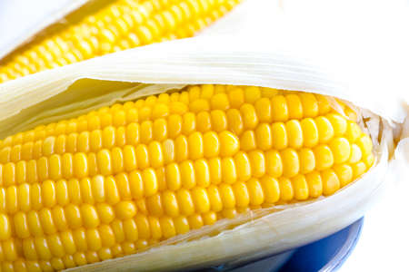 ear of Corn on background.