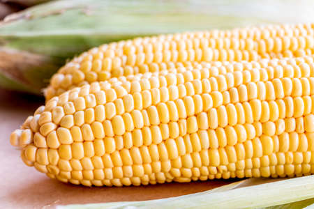 ear of Corn on background.