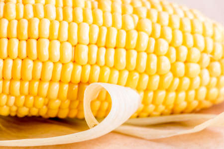 ear of Corn on background.