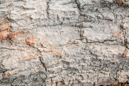A Wooden Organic Background Texture