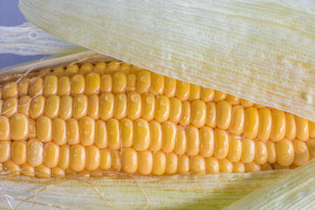 ear of Corn on background.の写真素材