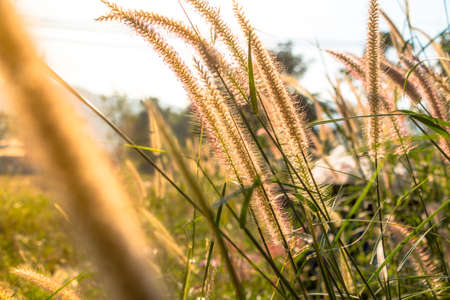 Grass on field summer time in golden hours , Selected focus.の写真素材