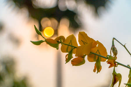 Closeup of beautiful yellow flowers blossom in the garden spring time on sky background.の写真素材