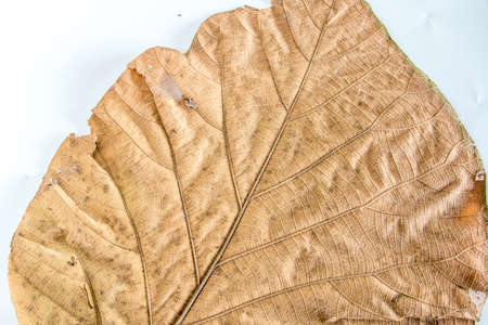 dry old leaf on white backgroundの写真素材